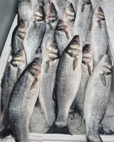 Levrek (Pişirilmemiş) (2 Adet) (1 kg.)