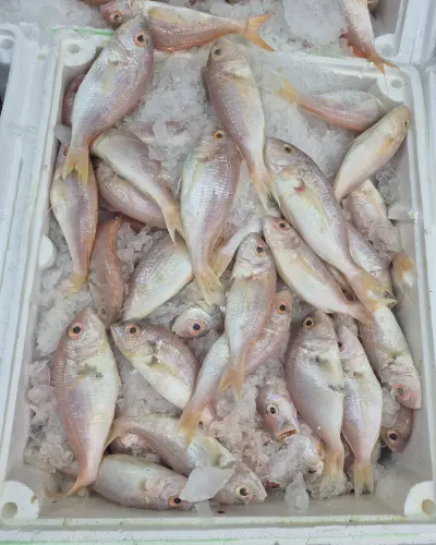 Mercan Balığı (Çiğ) (1 kg.)